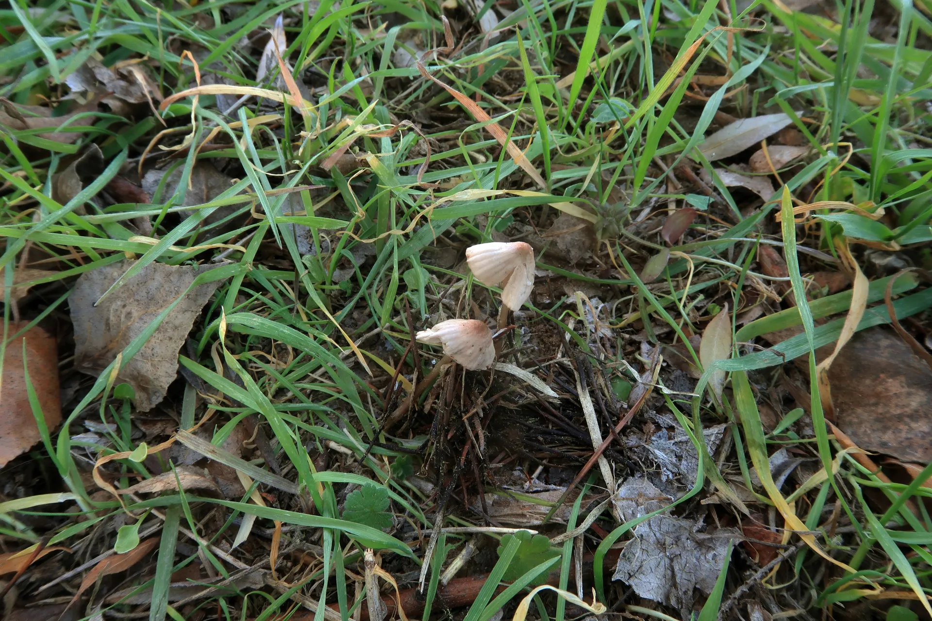 Mycena aetites - 1 - IMG_6780